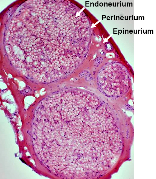 Risultati immagini per endoneurial endothelial cells