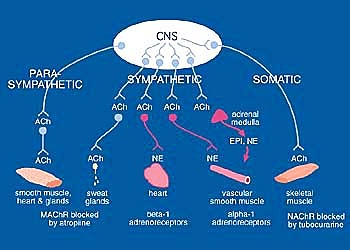 Autonomic physiology