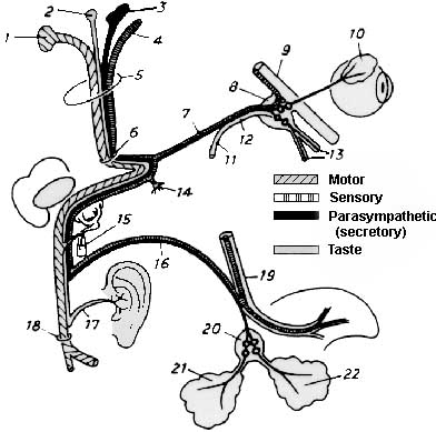 Facial nerve nucleus 2. Trigeminal nerve: Spinal nucleus
