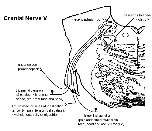 Cranial nerve V