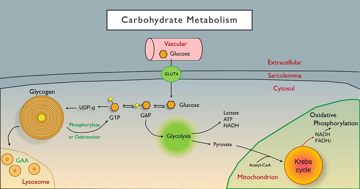 Pathway Of Carbohydrate Metabolism Pathway Of Carbohydrate Metabolism