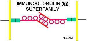Immunoglobulin  Superfamily
