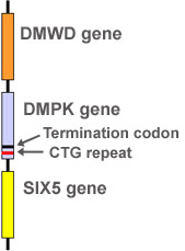 DM1 gene locus