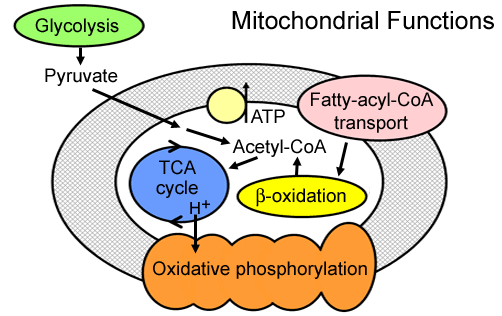 Mitochondrial Disorders