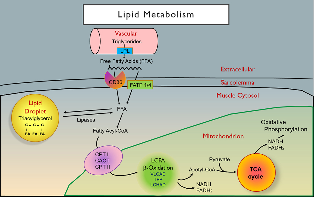 5-Amino-1MQ Modulating Lipid Metabolism | Shaanxi BLOOM Tech Co., Ltd 5-Amino-1MQ Modulating Lipid Metabolism | Shaanxi BLOOM Tech Co., Ltd
