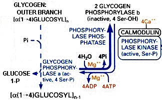 Glycogenolysis