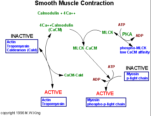 Smooth muscle contraction
